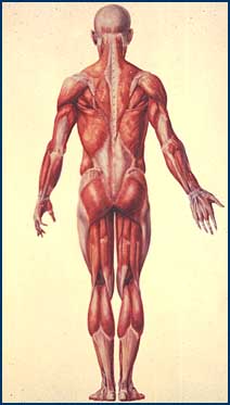 Musculature of the Back