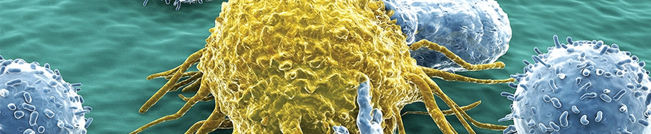 image of microscopic cells