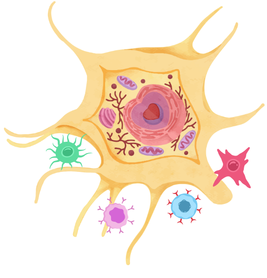 Dendrite cell with t-cells, b-cells, immune response