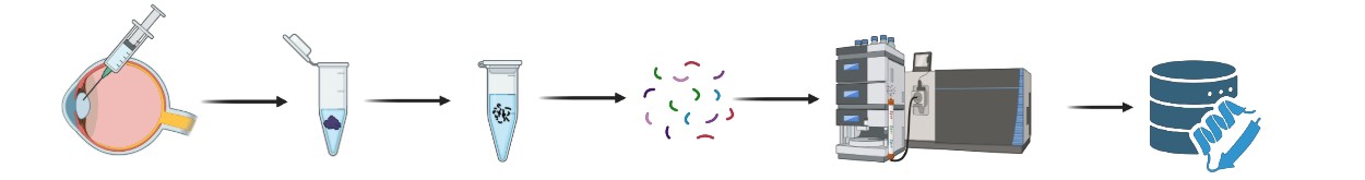 This image illustrates a step-by-step workflow for protein analysis using aqueous humor samples. The process begins with aqueous humor sample collection from the eye. The collected sample then undergoes protein extraction, where proteins are isolated from the fluid. Next, the proteins are broken down into smaller fragments through protein digestion. These resulting peptides are then cleaned and concentrated during peptide purification. Following purification, the peptides are analyzed using LC-MS/MS (liquid chromatography–tandem mass spectrometry), which separates and identifies the peptide components. Finally, the data generated from this analysis is used for protein identification through a database search, allowing researchers to determine which proteins are present in the original sample.