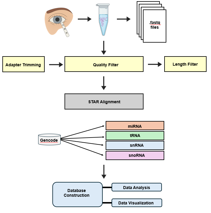 Image shows small non-coding RNA in tear fluid. Starting with sample collection & RNA sequencing: tear collection, RNA extraction to miRNA sequencing, quality control: adapter trimming to quality filter to length filter. Next is STAR alignment and then annotation: Gencode: miRNA, tRNA,snRNA, snoRNA then analysis and database, which is called database construction made up of data anaylsis and data visualization.
