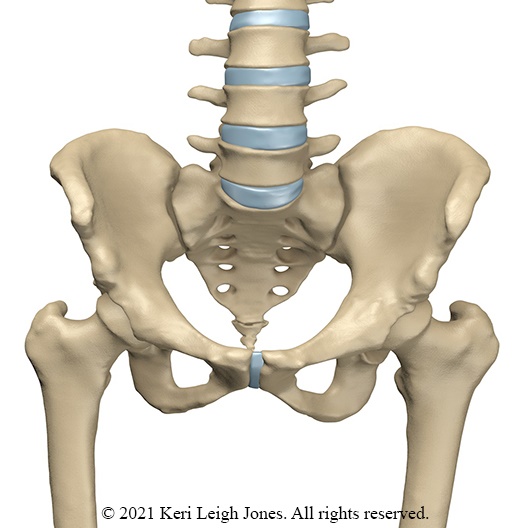 3D model lower spine and hips. Copyright 2021 Keri Jones. All rights reserved.