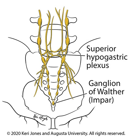Superior hypogastric plexus and ganglion of Walther (Impar) - Copyright 2020 Keri Jones and Augusta University. All rights reserved.