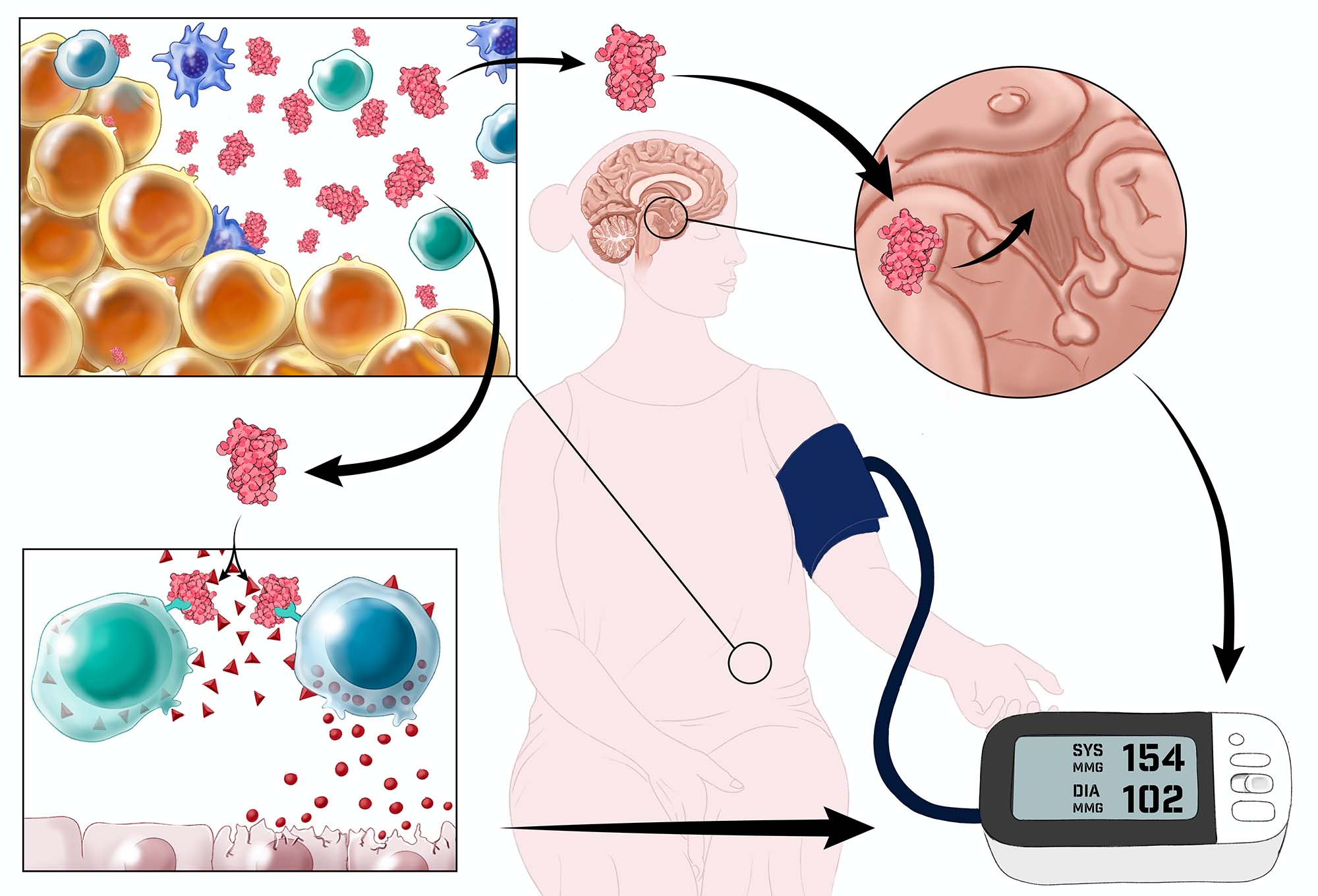 graphic of fat cells