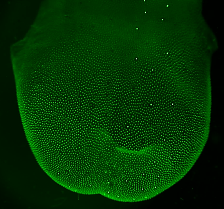 Mouse taste buds (green) fail to regenerate in the absence of //1rsignaling