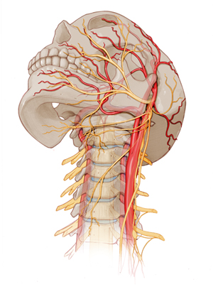 head and neck