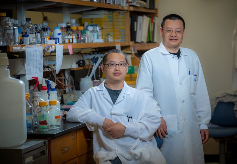 Dr. Xiangqin He, left, and Dr. Jiliang Zhou