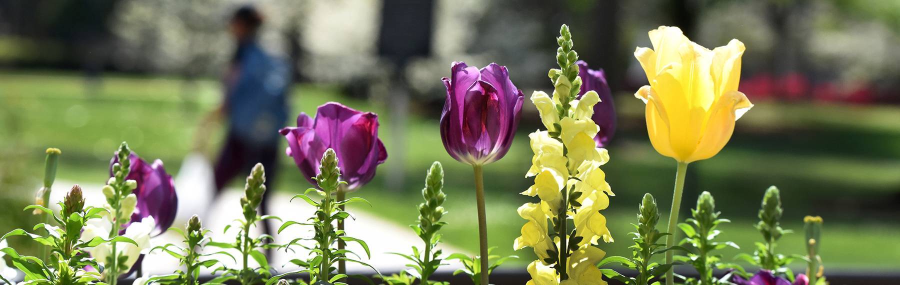 campus flowers overshadow student walking
