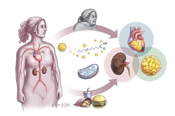 An illustration depicts the effects of age and obesity affect heart and kidney health in women.