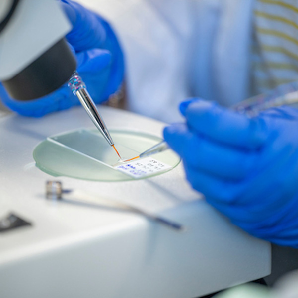 neuro close up a closeup of hands holding a speciman under a microscope