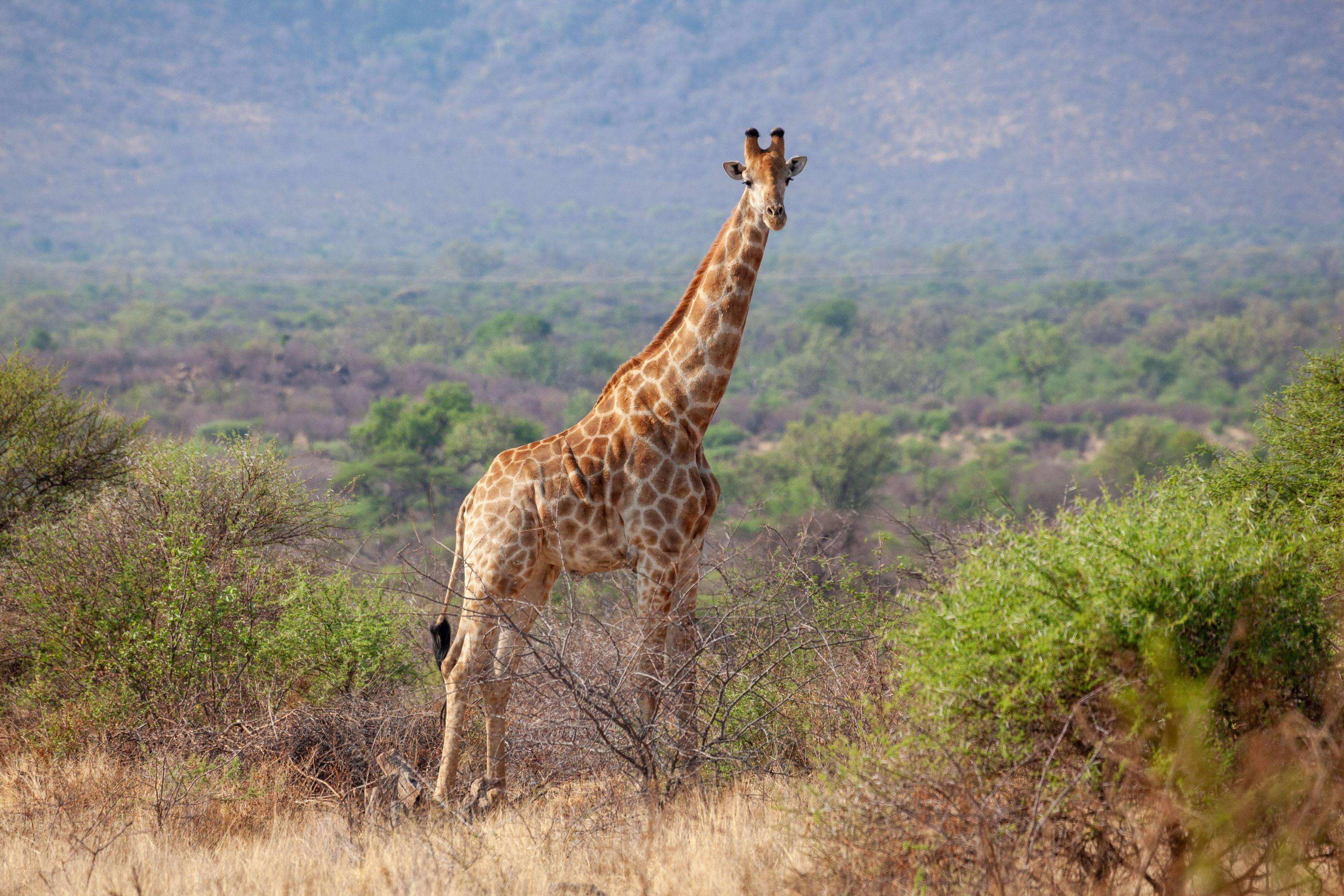 giraffe in the wild