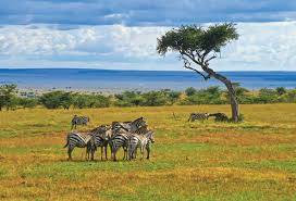 zebras standing in field