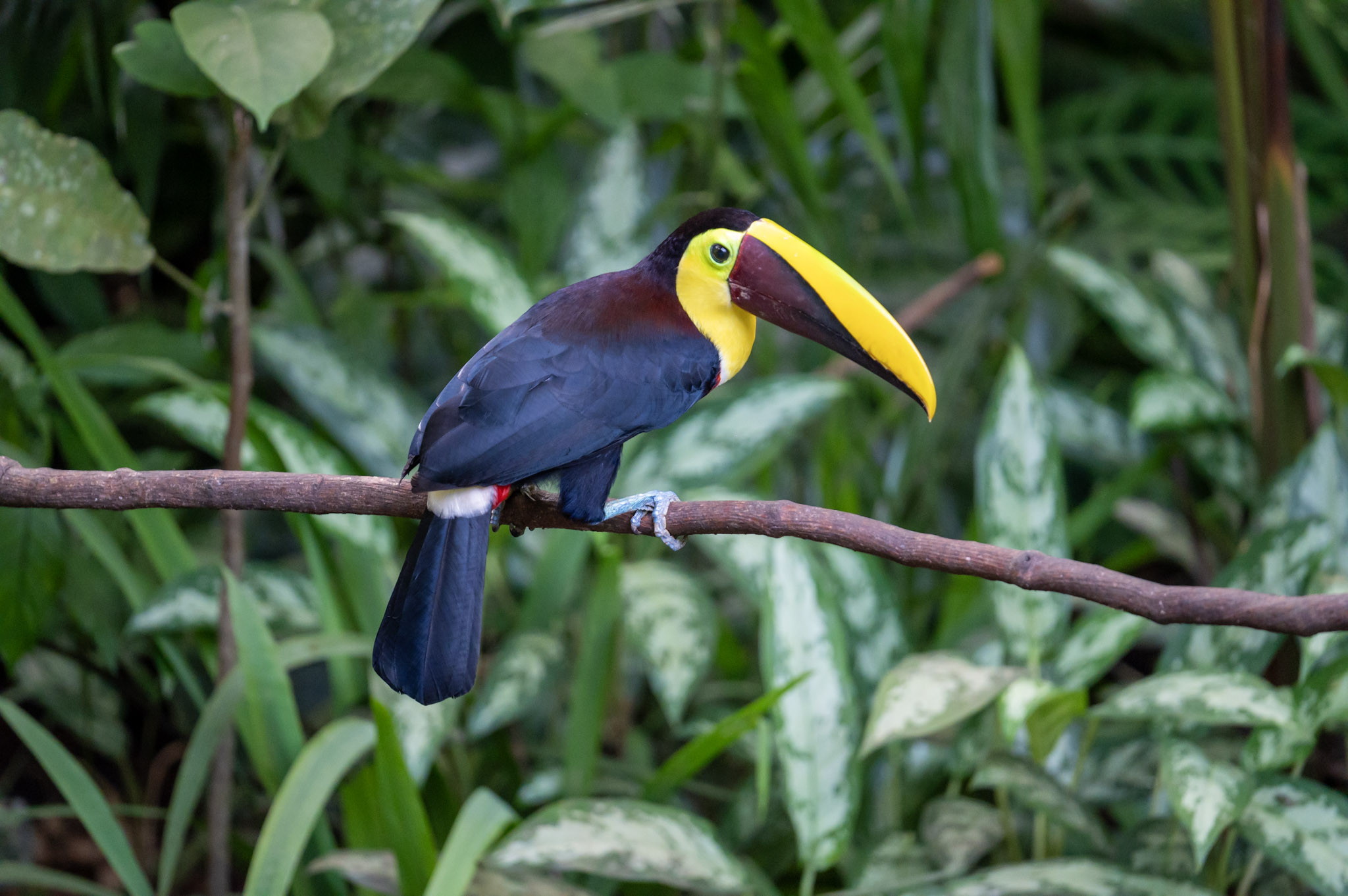 Costa Rican toucan in a tree